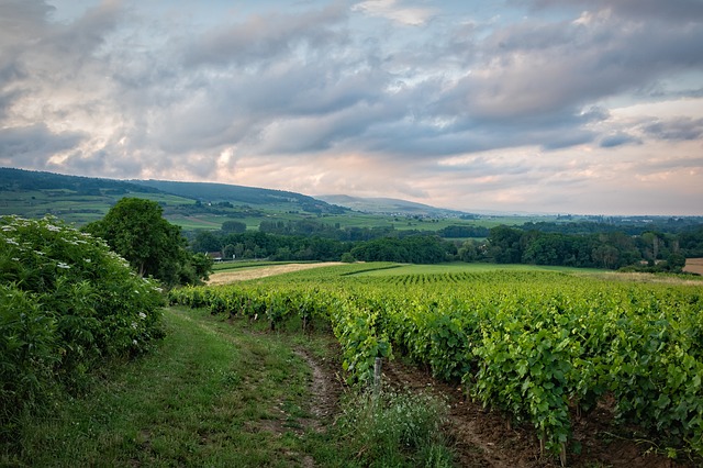 Découverte des Vins de Bourgogne